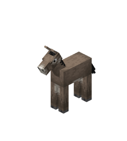 Donkey foal
