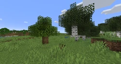 A birch and a balloon oak tree sharing a canopy.