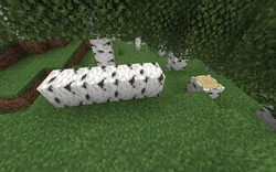 A fallen birch where most of the logs are higher than the base.