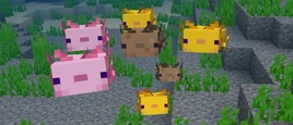 Axolotl 1.16.230.52
