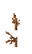 Stem Age 15 JE2.png