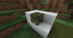 Swamp (Cold)