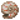 Nautilus Shell JE1 BE2