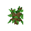Oak Sapling