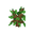 Oak Sapling JE14