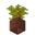 Potted Acacia Sapling UNKVER1 (facing NWU).png