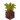 Potted Acacia Sapling UNKVER1 (facing NWU)