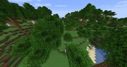 Forest biome