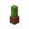Potted Cactus