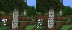 Birch wood and peony.