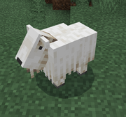 Una cabra con cabeza calva