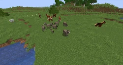 A herd of donkeys and horses spawned next to each other.