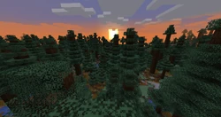 Another sunset in an Old Growth Spruce Taiga.