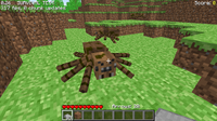 Brown spider