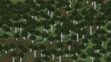 Tall Birch Forest
