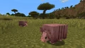 2 armadillos in their naturally spawning savanna biome.