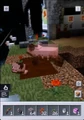 A baby muddy pig seen at the Apple WWDC gameplay reveal. Baby mobs were not in the game upon release.