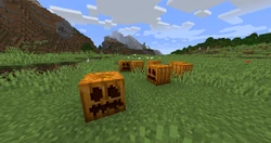 A pumpkin patch in a field.