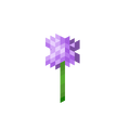 Allium