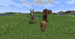 EU SÓ QUERIA ADOTAR UM BURRO NO MINECRAFT #MINECRAFT