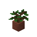 Potted Oak Sapling.png