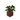 Potted Oak Sapling JE4