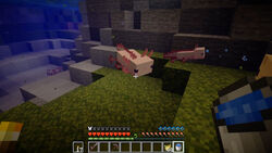Axolotl Official Minecraft Wiki Axolotl Official Minecraft Wiki