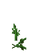 Pumpkin Stem Age 10 JE6.png