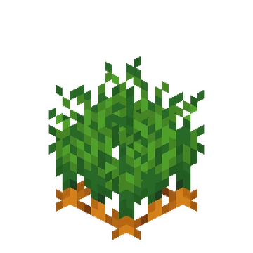 Carrots_Age_7_JE9