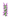 Lilac JE4 BE2