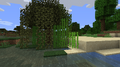 Sugar cane naturally growing between biomes. (1.7.4)