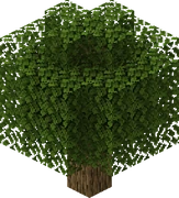 A "balloon" oak tree.