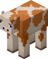 A pinto cow.