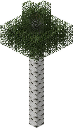 A tall birch tree.