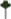 Tall Birch Tree