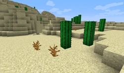 Dead bush and cactus.