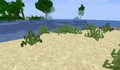 Grass that generated on sand.