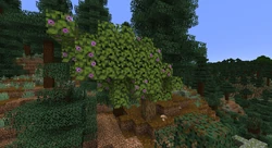 An azalea tree in an old growth spruce taiga biome.