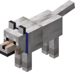 Tamed Wolf with Blue Collar