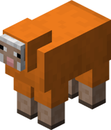 Orange Sheep
