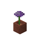 Potted Allium