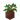 Potted Oak Sapling UNKVER2 (facing NWU)
