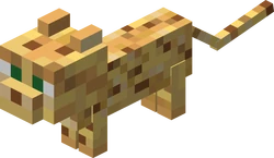 Ocelot kitten