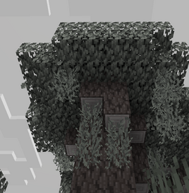  Pale oak