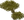 Acacia tree 19w41a
