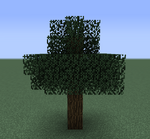 ColdenOakTree