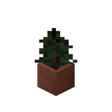 Potted Spruce Sapling