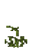Attached Stem Age 12 JE1.png