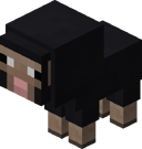 Baby Black Sheep BE4