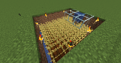 efficient wheat farm minecraft